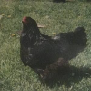 Meet your Posher, Brian